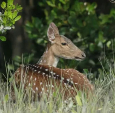 Sundarban Tour 1 Night 2 Days